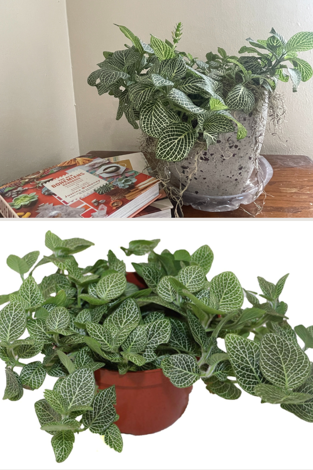 Fittonia Plant