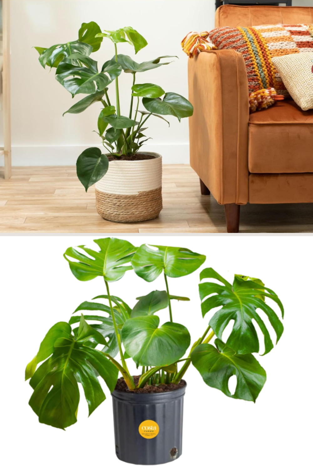 Monstera Plant