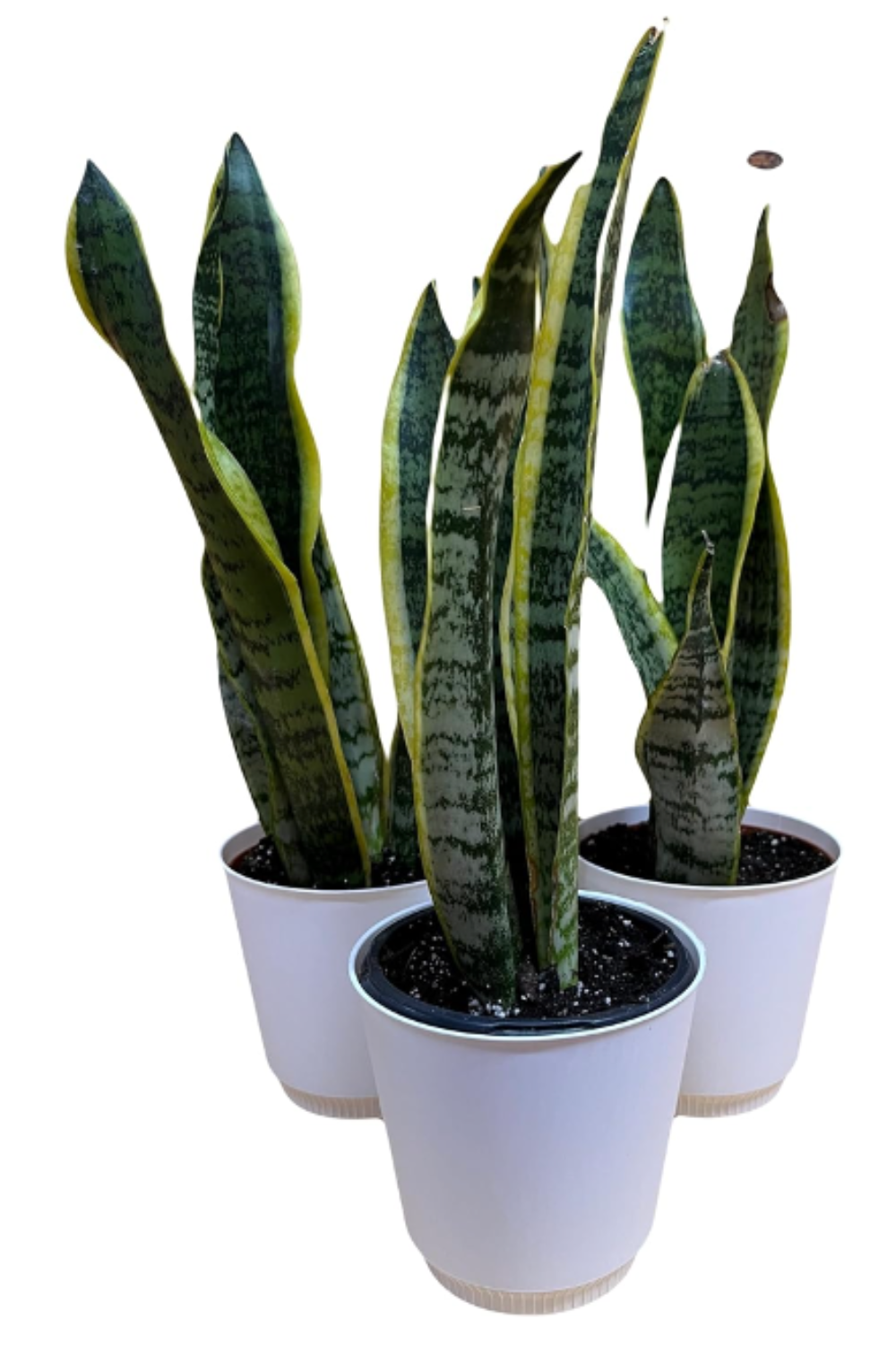 Snake plant