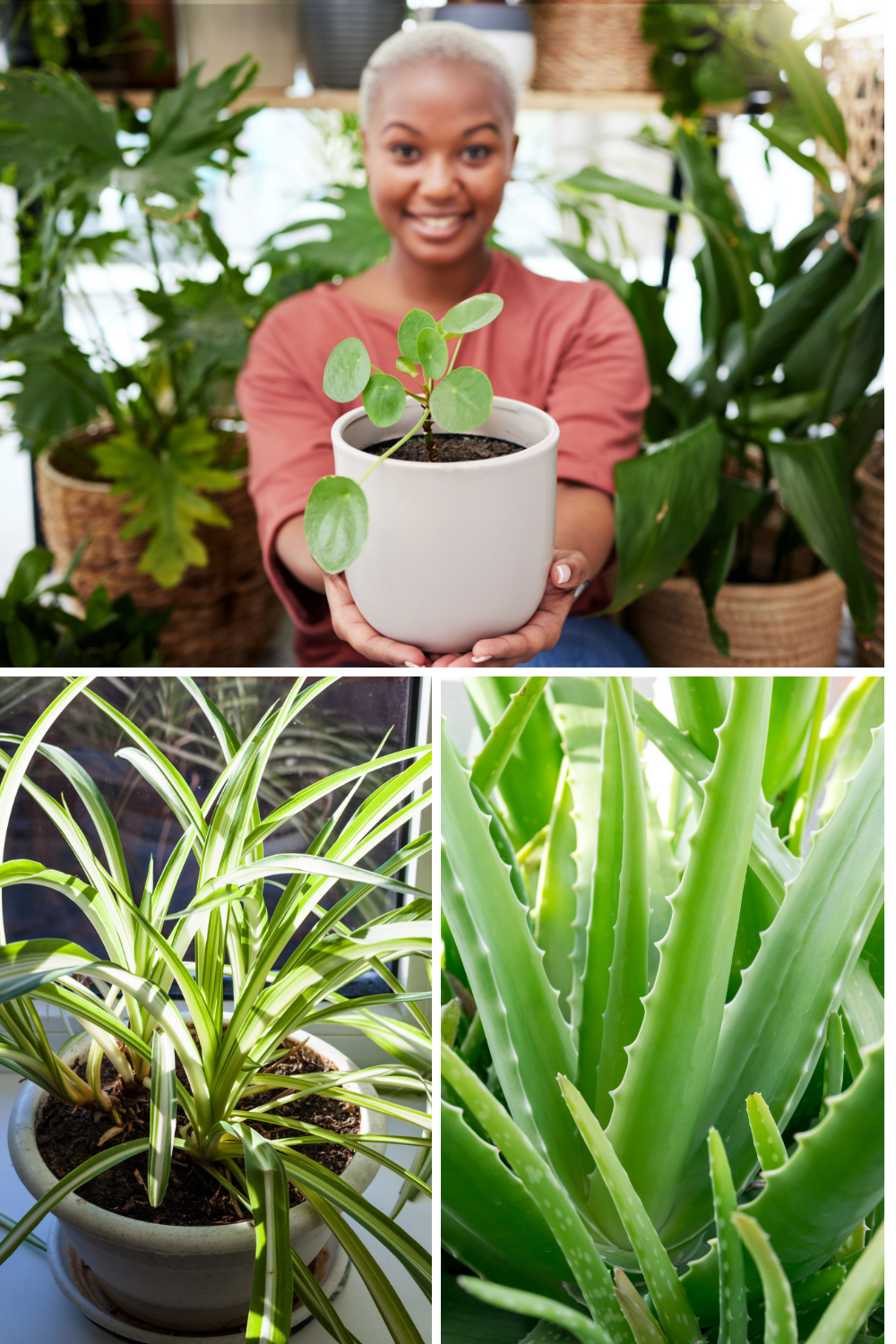 Top Low Maintenance Indoor Plants for Clean Air