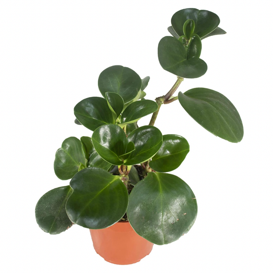 Peperomia plant