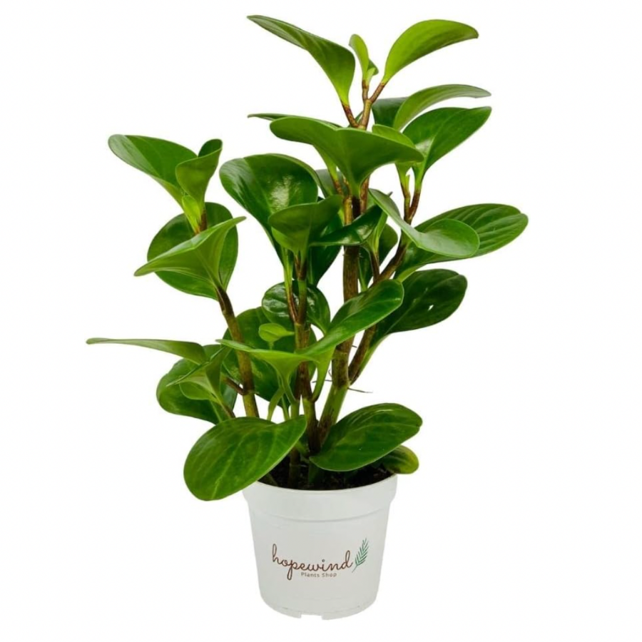 indoor plant