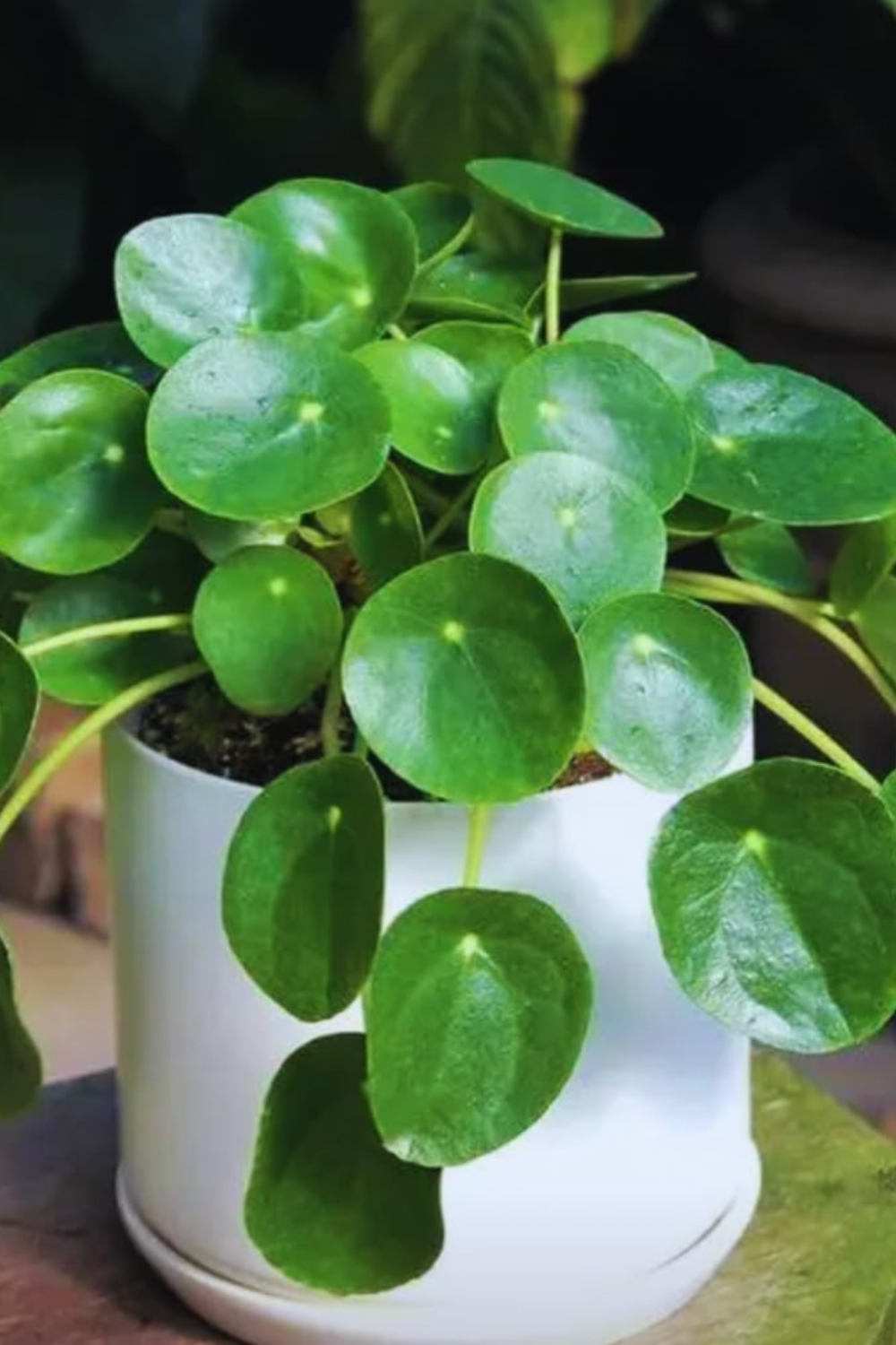 home bedroom refresh indoor plants