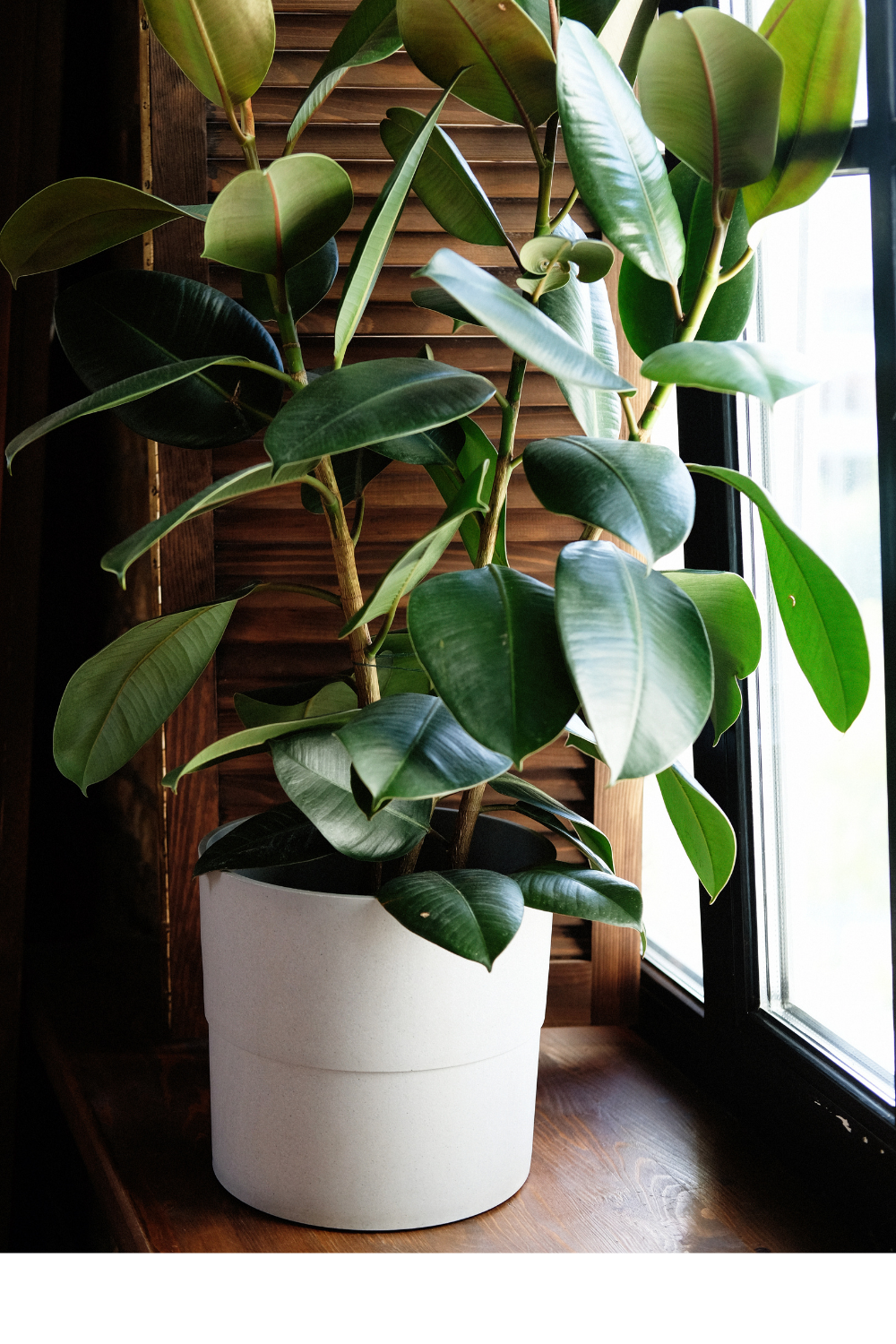 natural decor 
