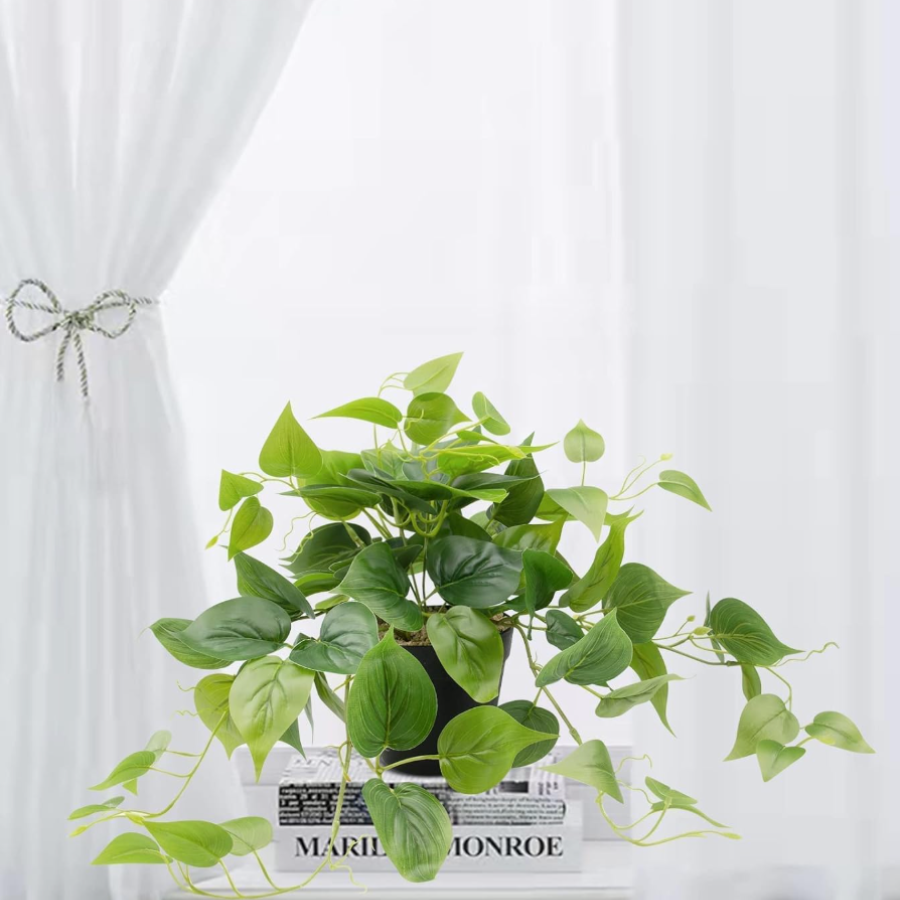 pothos plants
