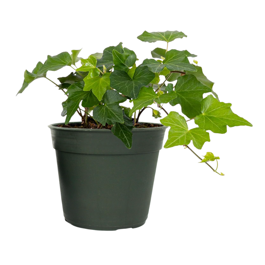 best plants for bathroom