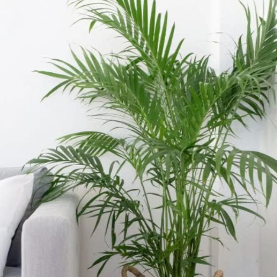 tropical plant