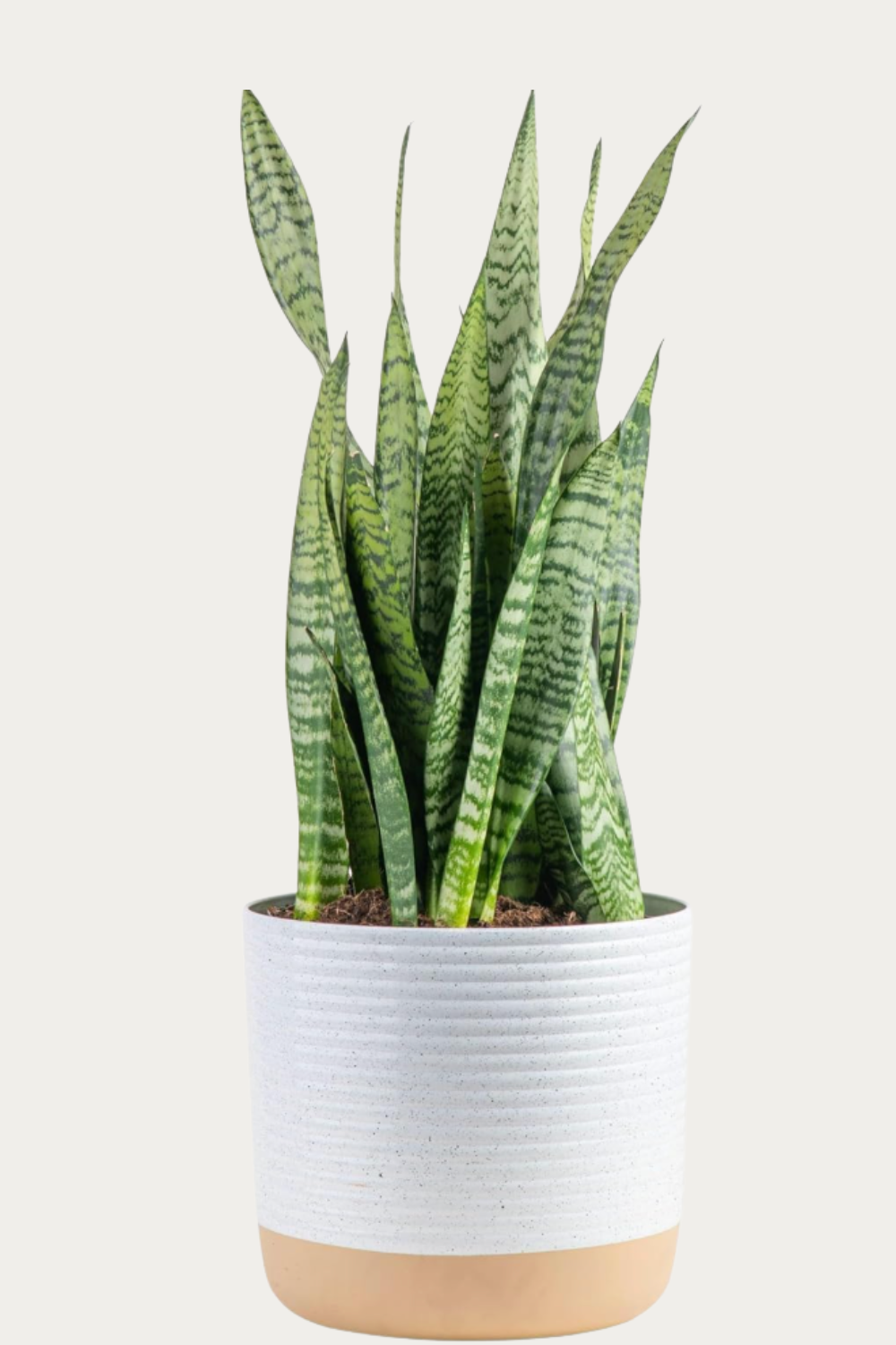 snake plant live